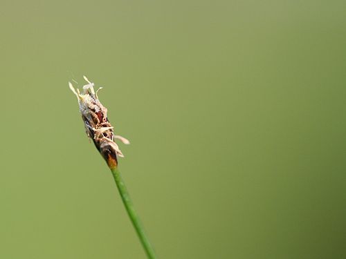 Eleocharis acicularis